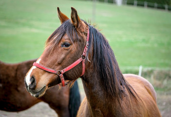 Portrait of bay horse on pasture.