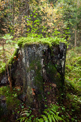 Old dead birch tree stump in the forest