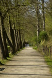 Promenade agréable entre deux rangées d'arbres longeant l'étang du Moulin au domaine de l'abbaye du Rouge-Cloître à Auderghem