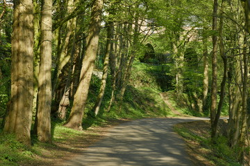 Route en pleine forêt au printemps au domaine de l'abbaye du Rouge-Cloître à Auderghem