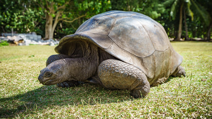 Portrait of a giant tortoise 54