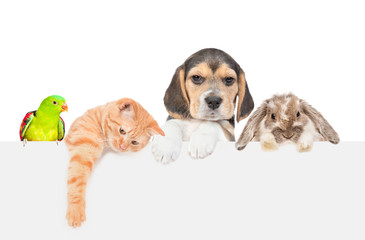 Group of pets  - rabbit,parrot,cat and dog over empty white banner. isolated on white background. Empty space for text