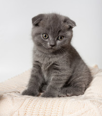 British lop-eared kitten.