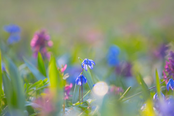 closeup beautiful flowers in a forest, soft spring background