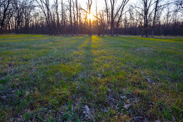 beautiful forest glade at the sunset