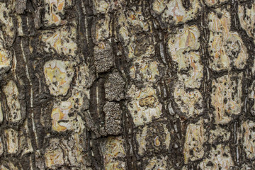 artistic patterns on birch trunk texture closeup forest
