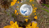peace and happiness in nature, abundance of crocuses