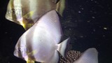 Fish of the Red Sea, Circular batfish (Platax orbicularis). The fish swims slowly over the night sea bottom at night. Red Sea, Egypt