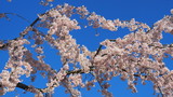 栗林公園の桜2
