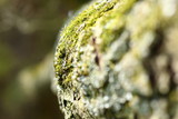 Large branch from an oak tree covered with green moss. Close-up and background image. Copyspace for text.