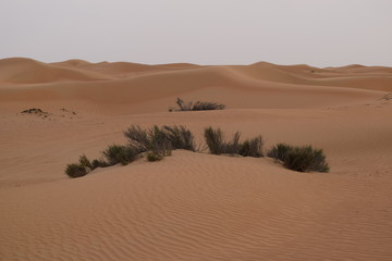 Wüste 5