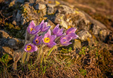 Pulsatilla flowers at spring