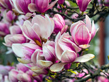 magnolia, type species magnolia virginiana