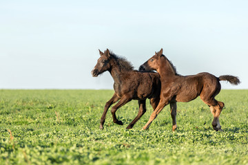 Two foals playing  in green field