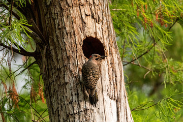 Northern flicker Colaptes auratus at the entrance of its nest in a pine tree in Naples, Florida