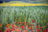 campo di papaveri con orzo
