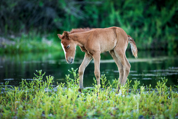 baby foal in the wild