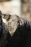 La langue du lézard