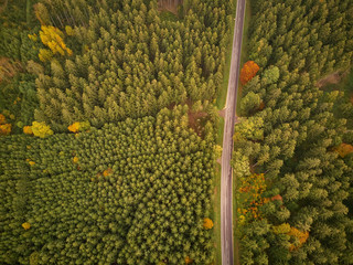 Empty road through forest from above