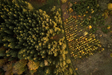 Trees in nursery at the forest from above