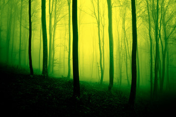 Vivid yellow green colored foggy forest