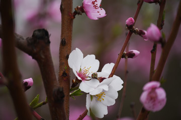 Delicate bloom pink peach flowers and almond.
