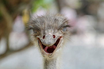 close up head ostrich