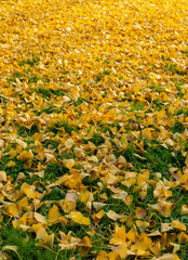 Fallen Ginko Biloba leaves