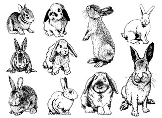 Graphical set of rabbits isolated on white background,vector illustration