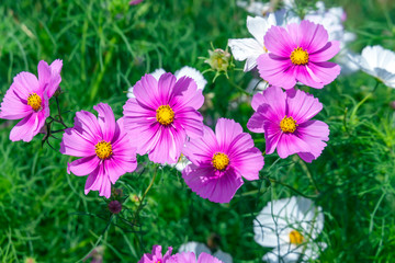 Pink Cosmos Flowers filled in with sunlight on a summer garden