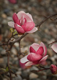 Kwitnąca Magnolia