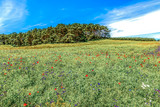 Ein Feld mit Mohnblumen