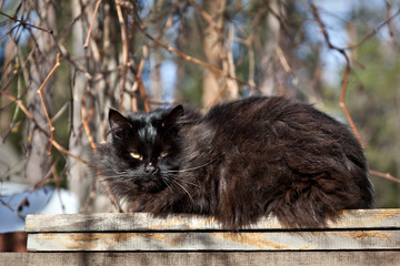 Black fluffy siberian cat is sitting on the fence