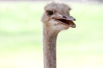 close up head ostrich