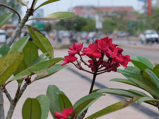 inflorescence of beautiful flowers with pink petals, pink buds, green foliage
