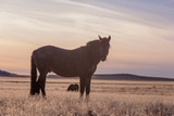 Wild Horse in the Utah Desert