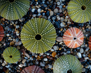variety of colorful sea urchins on wet pebbles beach top view, filtered image