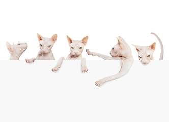 Many kittens don sphynx. Hairless cat with paper banner card isolated on white background