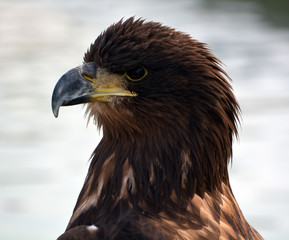 The white-tailed eagle or ern, erne, gray eagle, Eurasian sea eagle and white-tailed sea-eagle[citation needed], is a large bird of prey  family Accipitridae which includes hawks, kites, and harriers