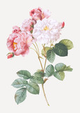 Pink damskus rose
