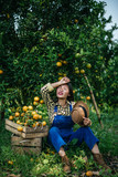 woman havesting Orange plantation
