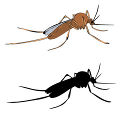 vector, isolated, mosquito insect with silhouette