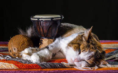 tricolor cat sleeping with Djembe drum and coconut
