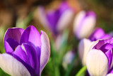 purple crocus