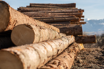cut down tree trunks in nature devastation deforestation 
