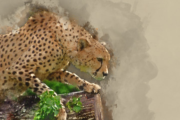 Watercolour painting of Cheetah Acinonyx Jubatus Big Cat