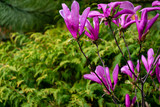 Beautiful blooming Magnolia Susan (Magnolia liliiflora x Magnolia stellata) with large pink flowers and buds in spring garden. Selective focus