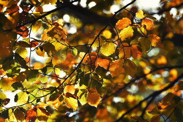 Autumn leaves in bright sunlight, blurred background