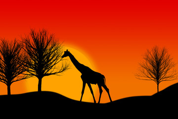 Giraffe im Sonnenuntergang