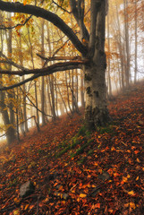 autumn forest. picturesque sunrise in the autumn forest. fairy forest